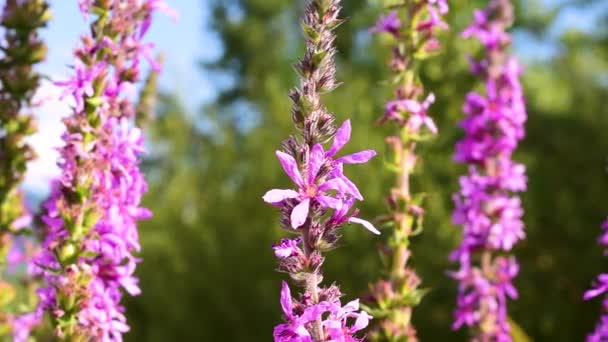 八月份在意大利拉齐奥地区 一种属于荔枝科的开花植物 紫罗兰或紫罗兰正在开花 — 图库视频影像