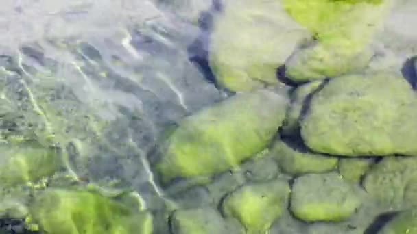 Пресноводные Рыбы Плавают Прозрачной Водой Реки Молларино Августе Вилле Латина — стоковое видео