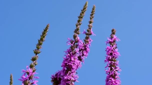 今年八月 在意大利拉齐奥地区 兰花科的一种开花植物 开着花 在风中摇曳着 在蓝天的映衬下生长着紫罗兰或紫罗兰 — 图库视频影像