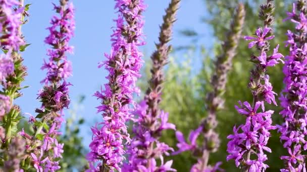今年八月 在意大利拉齐奥地区 一种属于番石榴科的开花植物 紫罗兰或紫罗兰 开着花 在风中摇曳着蜜蜂和花朵 — 图库视频影像