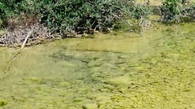 Tatlı su balıklarıyla dolu yaz manzarası, Mollarino deresinin berrak ve şeffaf suları altında, Ağustos ayında Villa Latina 'da Melfa Nehri' nin kolları arasında, Lazio bölgesinin güneydoğusundaki İtalyan Apennine Dağları 'nın ortasında yüzüyor.
