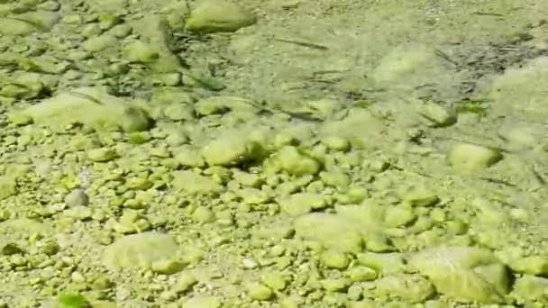 Peces Agua Dulce Nadan Bajo Agua Clara Transparente Del Arroyo — Vídeo de stock