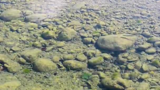 Пресноводные Рыбы Плавают Прозрачной Водой Реки Молларино Притока Реки Мельфа — стоковое видео