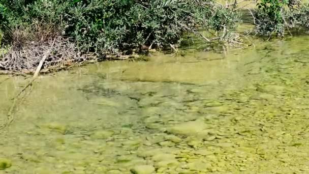 Summer Landscape Freshwater Fish Swim Clear Transparent Water Mollarino Stream — Stock Video