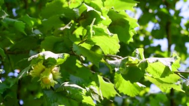 Ağustos ayında İtalyan Lazio bölgesinde, fındık meyveli fındık ağacı dalı