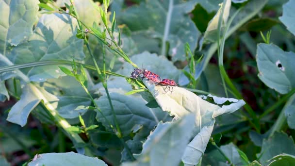 Firebug Spating Pyrrhocoris Apterus Common Insect Family Pyrrhocoridae Countryside Field — стоковое видео