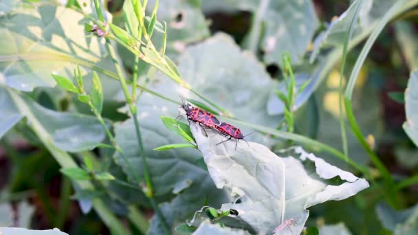 Perkawinan Firebug Pyrrhocoris Apterus Serangga Umum Dari Keluarga Pyrrhocoridae Lapangan — Stok Video
