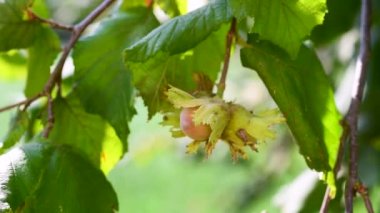 Hazel ağacında olgun fındık meyveleri, Ağustos ayı sonlarında, güney-doğu Lazio bölgesindeki İtalyan Apennine Dağları 'nın ortasında bir kırsal alanda.
