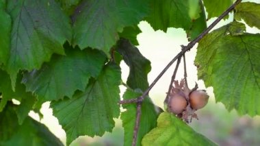 Hazel ağacında olgun fındık meyveleri, Ağustos ayı sonlarında, güney-doğu Lazio bölgesindeki İtalyan Apennine Dağları 'nın ortasında bir kırsal alanda.