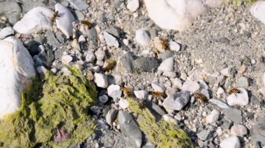 Ağustos ayının sıcak bir yaz gününde, Mollarino deresinin kıyısındaki çakıl taşları arasında, İtalyan Lazio bölgesinde bir grup arı.