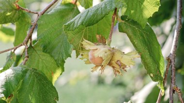 Ağustosta İtalyan Lazio bölgesinin kırsal kesiminde olgun fındık meyveli fındık ağacı dalı