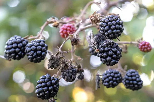 Rubus Ulmifolius üzerinde uçar, yabani böğürtlen türünde böcekler, bir gül bitkisi, Ağustos ayında İtalyan Lazio bölgesinde, makro yakın plan.