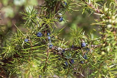 Ağustosta Lazio Bölgesi 'nin İtalyan Apennine Dağları' nın ortasındaki Cupressaceae familyasından küçük bir ağaç türü olan Juniperus Communis böğürtlenli, Common Juniper.