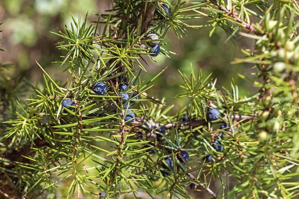 Juniperus Communis Branch Berries Common Juniper Species Small Tree Shrub — Stock Photo, Image
