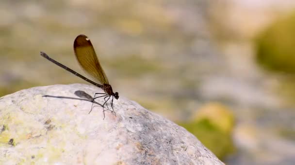 Copper Demoiselle Calopteryx Haemorrhoidalis Calopterygidae Familyasından Bir Kızböceği Türü — Stok video