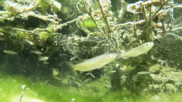 Ομάδα Ψαριών Γλυκού Νερού Κολυμπούν Ανάμεσα Βρύα Και Φυτά Στα — Αρχείο Βίντεο