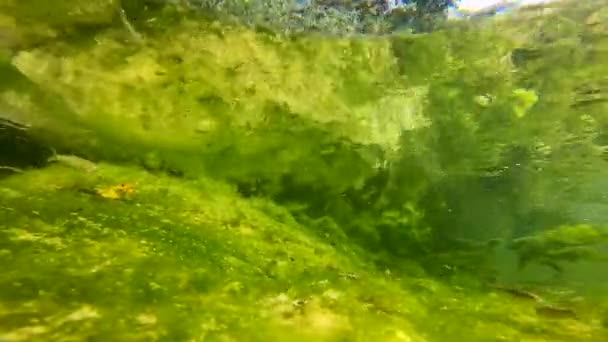 Bir Grup Balık Eylül Ayında Talyan Lazio Bölgesinde Derenin Yosunlu — Stok video