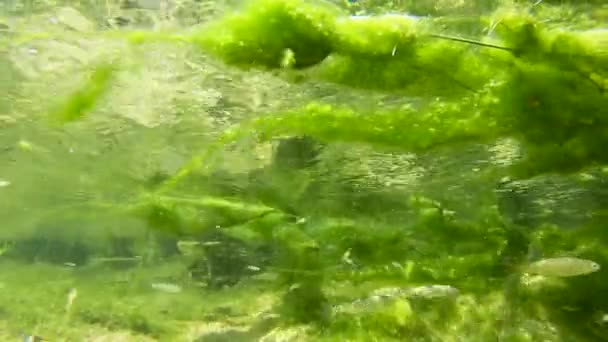 Kleine Zoetwatervissen Zwemmen Rivier Onder Water Drijvend Mos Een Septemberdag — Stockvideo