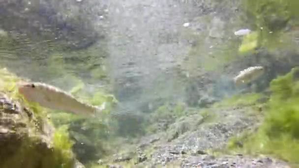 물고기는 라티나 라치오 지역의 이탈리아 아펜네 산맥의 몰라리노 토런트의 물에서 — 비디오