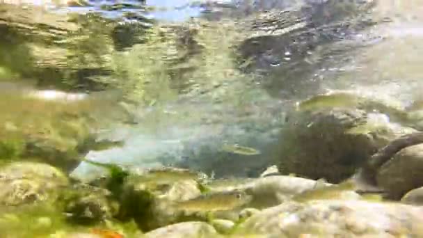 Group Freshwater Fish Swim Transparent Flowing Waters Creek Sunny September — Stock Video