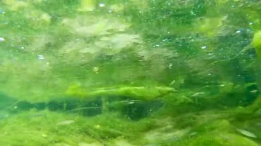 Bir grup küçük tatlı su balığı, İtalyan Lazio bölgesindeki Villa Latina 'da Eylül ayında, nehrin renkli yosunlu sularında akıntıya karşı yüzerler.