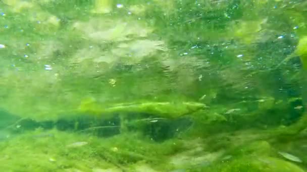 Group Small Freshwater Fish Swim Current Colorful Mossy Underwater River — Stock Video