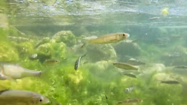 Tatlı Balığı Sürüsü Bir Eylül Günü Talyan Lazio Bölgesinde Latin — Stok video