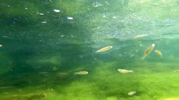 Φωτεινά Μικρά Ψάρια Γλυκού Νερού Κολυμπούν Πράσινα Βρύα Κάτω Από — Αρχείο Βίντεο