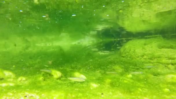 Мелкие Пресноводные Рыбы Плавают Зеленой Мхе Водой Реки Сентябрьский День — стоковое видео