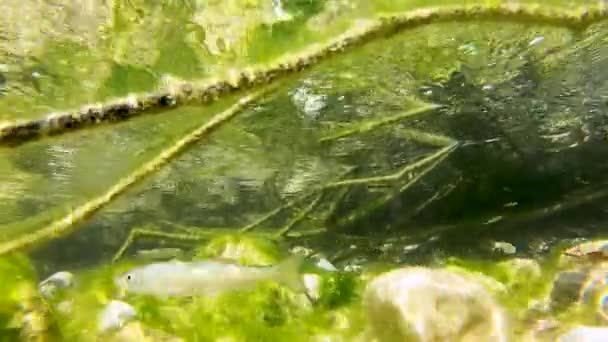 Группа Мелких Пресноводных Рыбок Плавает Естественном Прозрачном Мхом Подводном Течении — стоковое видео
