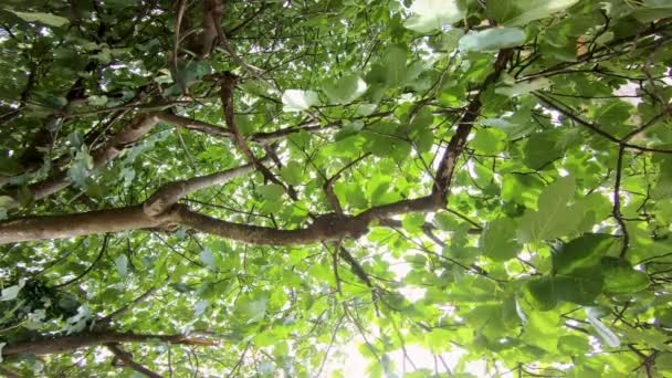 Άποψη Χαμηλή Γωνία Του Πλούσια Φυλλώματα Ενός Δένδρου Σύκο Κατά — Αρχείο Βίντεο