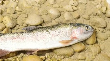 Lazio bölgesinin İtalyan Apennine Dağları 'nın ortasındaki Villa Latina, Picinisco' da neredeyse kurumuş Mollarino deresinde ölü tatlı su balığı. Kirlilik ve küresel ısınma kavramı.