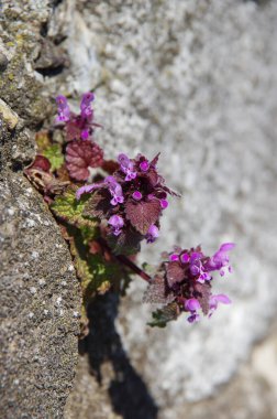 bir taştan büyüyen mor çiçekler