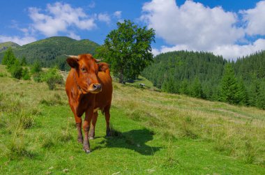 Kırmızı inek tarlada ot yiyor.