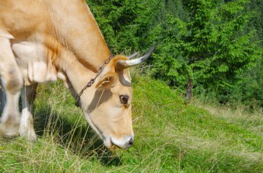 Bir inek tarlada ot yiyor.