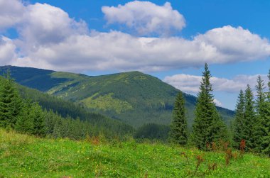 Güzel dağ yaz manzarası. Karpatlar, Ukrayna