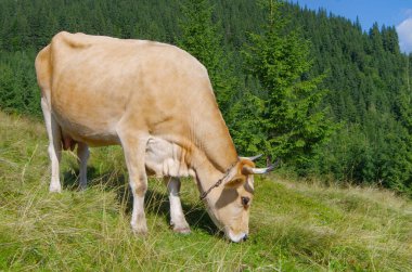 Bir inek tarlada ot yiyor.