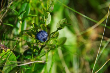 Yabanmersini. Yabanmersini. Doğa