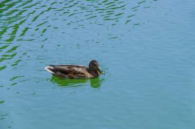 Yaban ördeği su üzerinde yüzer