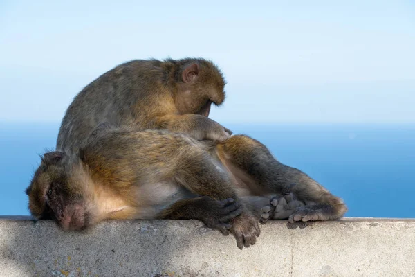 Two of Gibraltar\'s Barbary Apes (Macaca Sylvanus) engaging in social grooming while one relaxes  the other looks for bugs, located on the Upper Rock Nature Reserve overlooking the Mediterranean Sea.