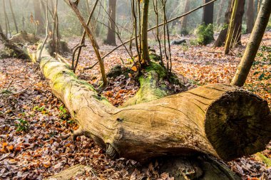 Sonbahar yapraklarıyla çevrili ağaçlık alanda kesilmiş yaşlı bir ağaç.. 
