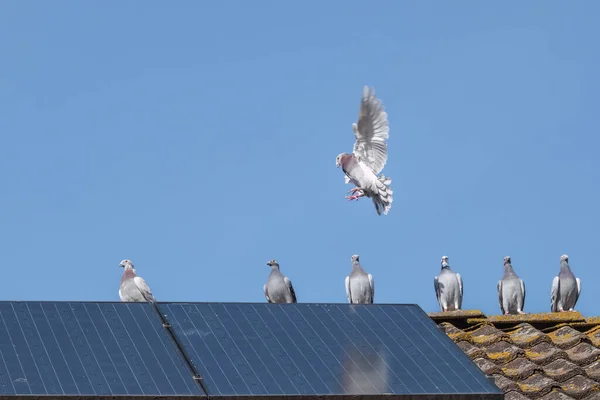 一群信鸽在屋顶的山脊上打情骂俏 在晴朗的蓝天上挂着太阳能电池板 — 图库照片