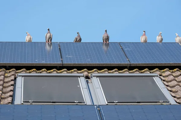 Eine Gruppe Brieftauben Flirtet Auf Dem Dachfirst Mit Solarzellen Vor Stockbild