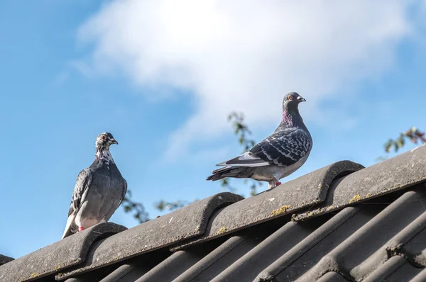 一对美丽的归家的鸽子在屋顶的山脊上散步 直勾勾地看着摄像机 映衬着美丽的蓝天 — 图库照片