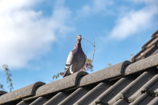 美丽的信鸽栖息在屋顶的山脊上 嘴里衔着树枝 面对着美丽的蓝天 — 图库照片