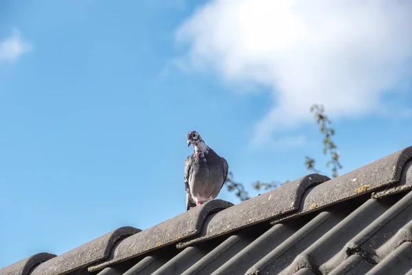 美丽的信鸽在屋顶的山脊上行走 面对着美丽的蓝天 直勾勾地看着摄像机 — 图库照片
