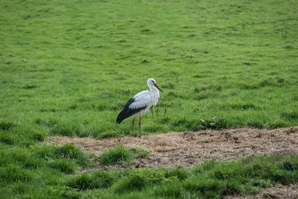 Beautiful Stork Ciconia Ciconia Meadow Looking Food Close Rotterdam Netherlands — Stock Photo, Image