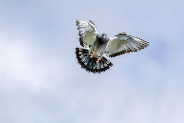 Pombo Correio Chega Casa Abre Asas Para Aterrar Contra Céu — Fotografia de Stock