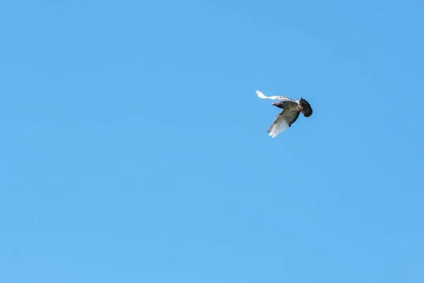 Carrier Pigeon Comes Home Spreads Its Wings Landing Blue Sky — Stock Photo, Image