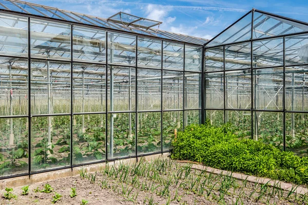 Framtidsutsikter För Ett Modernt Industriellt Växthus Westland Nederländerna Westland Region — Stockfoto